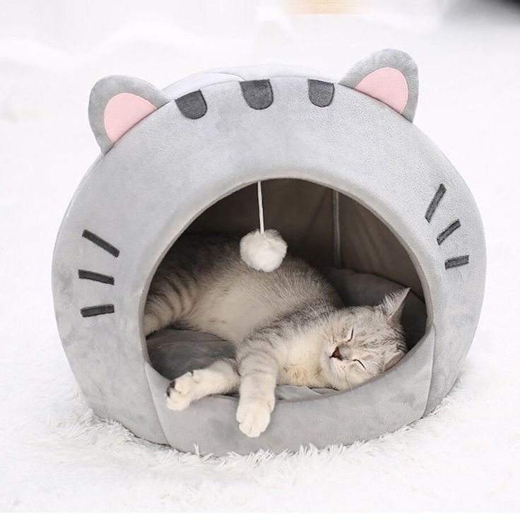 Nido mascotas gatito